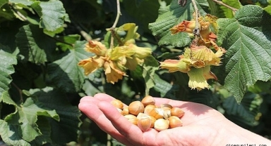 Fındık Yevmiyesi 1.100 TL! Şartları da Belli