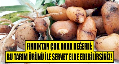 Fındıktan Çok Daha Değerli: Bu Tarım Ürünü ile Servet Elde Edebilirsiniz!