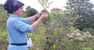 Giresun'da Fındığa Alternatif Tarım Ürünleri Nelerdir?