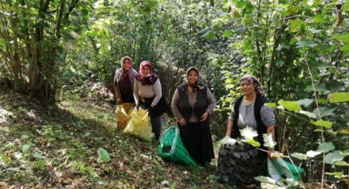 Giresun'da Fındık Toplama Tarihleri Belli Oldu