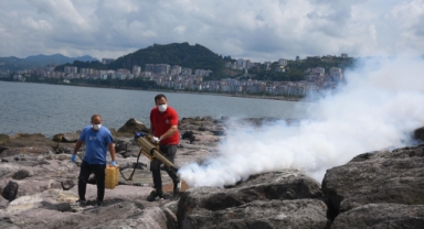 Giresun'da haşere ile mücadele sürüyor