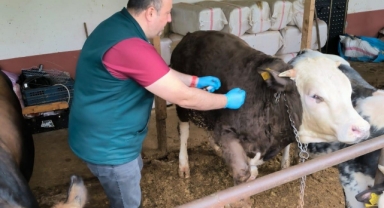 Giresun'da İlk 6 Ayda 269 Bin 614 Hayvan Aşılandı