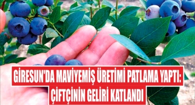 Giresun'da Maviyemiş Üretimi Patlama Yaptı: Çiftçinin Geliri Katlandı