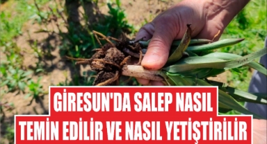 Giresun'da Salep Nasıl Temin Edilir ve Nasıl Yetiştirilir
