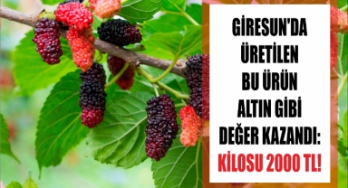 Giresun’da Üretilen Bu Ürün Altın Gibi Değer Kazandı: Kilosu 2000 TL!