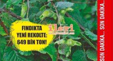 Giresun'da Yeni Bir Fındık Rekoltesi Açıklandı: 649 Bin 90 Ton!