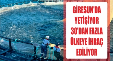 Giresun'da yetişiyor 30'dan fazla ülkeye ihraç ediliyor