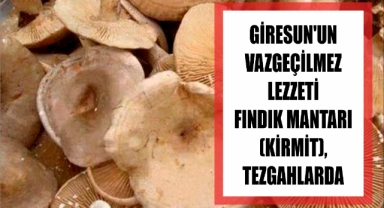 Giresun’un Vazgeçilmez Lezzeti Fındık Mantarı (Kirmit) Tezgahlarda