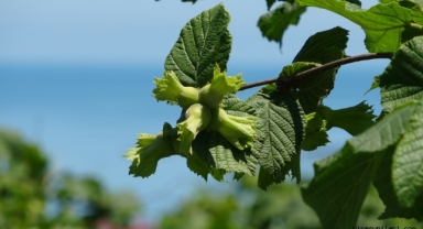Karadeniz'de fındık hasadı hazırlıkları devam ediyor