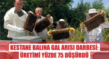 Kestane balına gal arısı darbesi: Üretimi yüzde 75 düşürdü