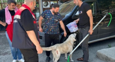 Kuduz Paniği! Hayvan Hareketliliğine Kısıtlama Geldi