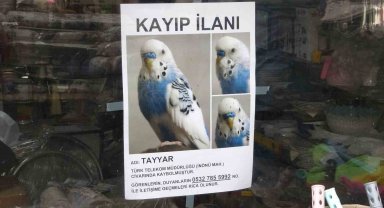 Muhabbet kuşunu bulmak için her yere kayıp ilanı astı