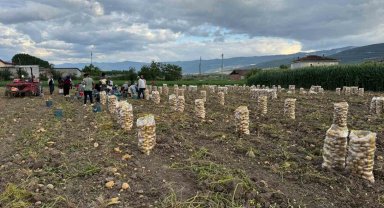 Niksar'da yerli patates hasadı yapıldı