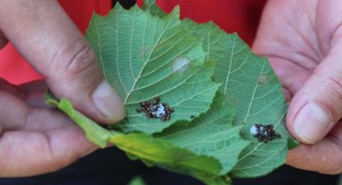 Samuray arıları, kahverengi kokarcayla mücadelede etkin rol oynuyor