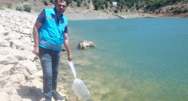 Tokat'ta göletler pullu sazanla canlanacak