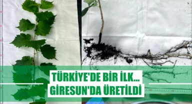 Türkiye'de Bir İlk... Giresun'da Üretildi