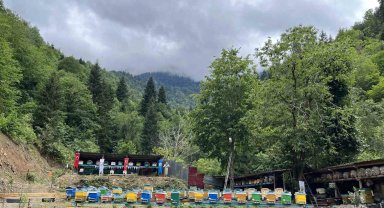 Artvin'de bal ormanlarında hasat başladı