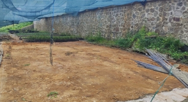 Çay üreticilerine destek: Rize’de çay tohumu yağı fabrikası kuruluyor