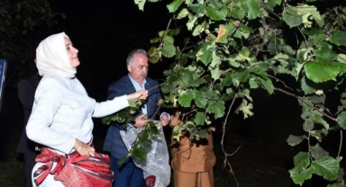 Fatma Betül Sayan Kaya, Fındığın Başkenti Giresun’da Fındık Topladı