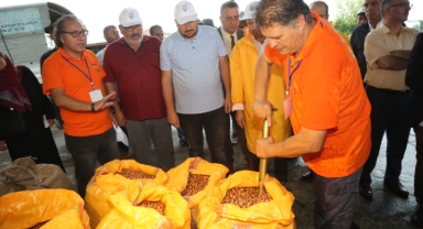 Fındık Fiyatı Güncellendi! Randıman Farkı 2 Katına Çıktı
