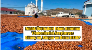 Fındık Üreticileri Erken Kurutma Yöntemlerini Araştırıyor: Güneş mi, Rüzgar mı Daha Etkili?