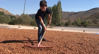 Fındık üreticilerinin dikkatine