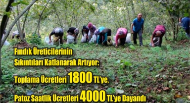 Fındık üreticilerinin sıkıntıları katlanarak artıyor: Toplama ücretleri 1800 TL'ye, patoz saatlik ücretleri 4000 TL'ye dayandı