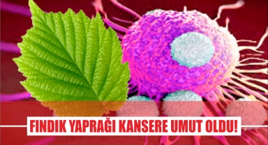 Fındık Yaprağı Kansere Umut Oldu!