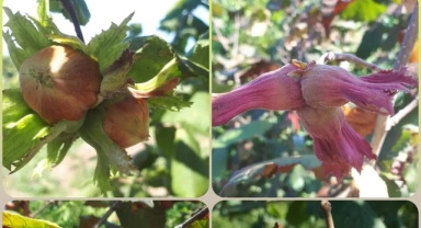 Fındıkta Yeni Model: En İri Fındık ile En Renkli Fındık...