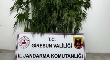 Giresun'da 17 kök kenevir bitkisi ele geçirildi
