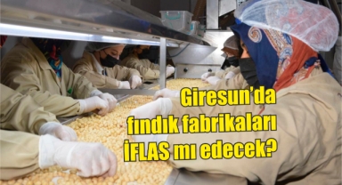 Giresun’da fındık fabrikaları iflas mı edecek?
