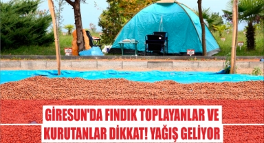 Giresun'da Fındık Toplayanlar ve Kurutanlar Dikkat! Yağış Geliyor