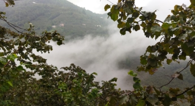 Giresun'da Fındık Üreticilerine Yağmur Engeli: Hasat Durdu