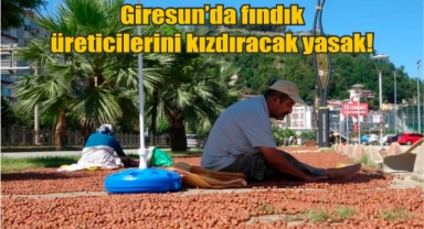 Giresun'da fındık üreticilerini kızdıracak yasak!