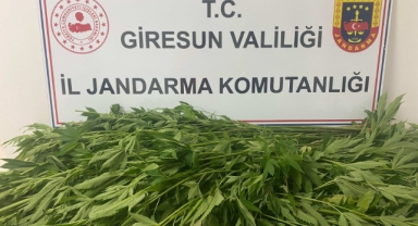 Giresun'da İnanılmaz Olay! Evde ve Bahçelerinde Kenevir Ekmişler