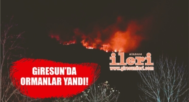 Giresun’da ormanlar yandı! Ürperten rakamlar