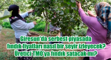 Giresun'da serbest piyasada fındık fiyatları nasıl bir seyir izleyecek? Üretici TMO’ya fındık satacak mı?