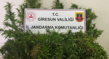 Giresun’da uyuşturucu operasyonu