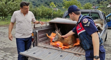 Giresun'da yaralı yaban yahvanlarına yardım eli uzatıldı