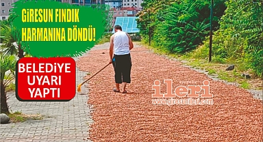 Giresun fındık harmanına döndü! Belediyeden uyarı geldi