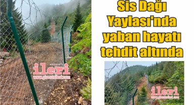 Giresun Sis Dağı Yaylası'nda yaban hayatı tehdit altında