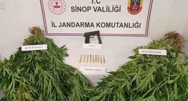 Jandarmadan kenevir operasyonu