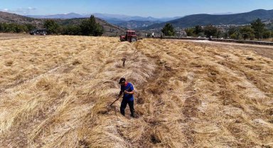 Ordu'da siyez buğday hasadı sevindirdi