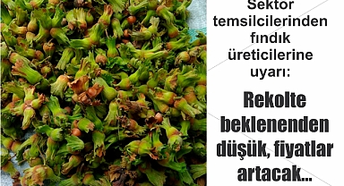 Sektör temsilcilerinden fındık üreticilerine uyarı: Rekolte beklenenden düşük, fiyatlar artacak...