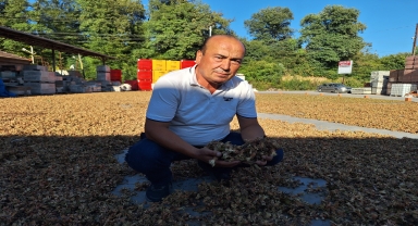 Zonguldak'ta sezonun ilk fındığı harmana indi