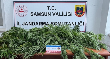 Fındık bahçesine kenevir ekmiş