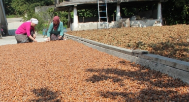 Fındık para basıyor! 2,3 milyar dolar gelir