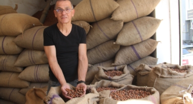 Fındık tüccarları uyarıldı! Giresun kalite fındığa kahverengi kokarca karıştığı iddiası!