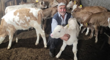 Giresun'da 2023 Yılı Buzağı Destekleme Ödemeleri Başlıyor