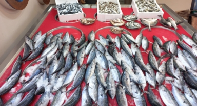 Giresun'da balık fiyatları bugün kaç TL? Palamut ne kadara satılıyor?